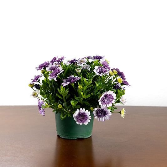 Daisy, African - Violet Ice