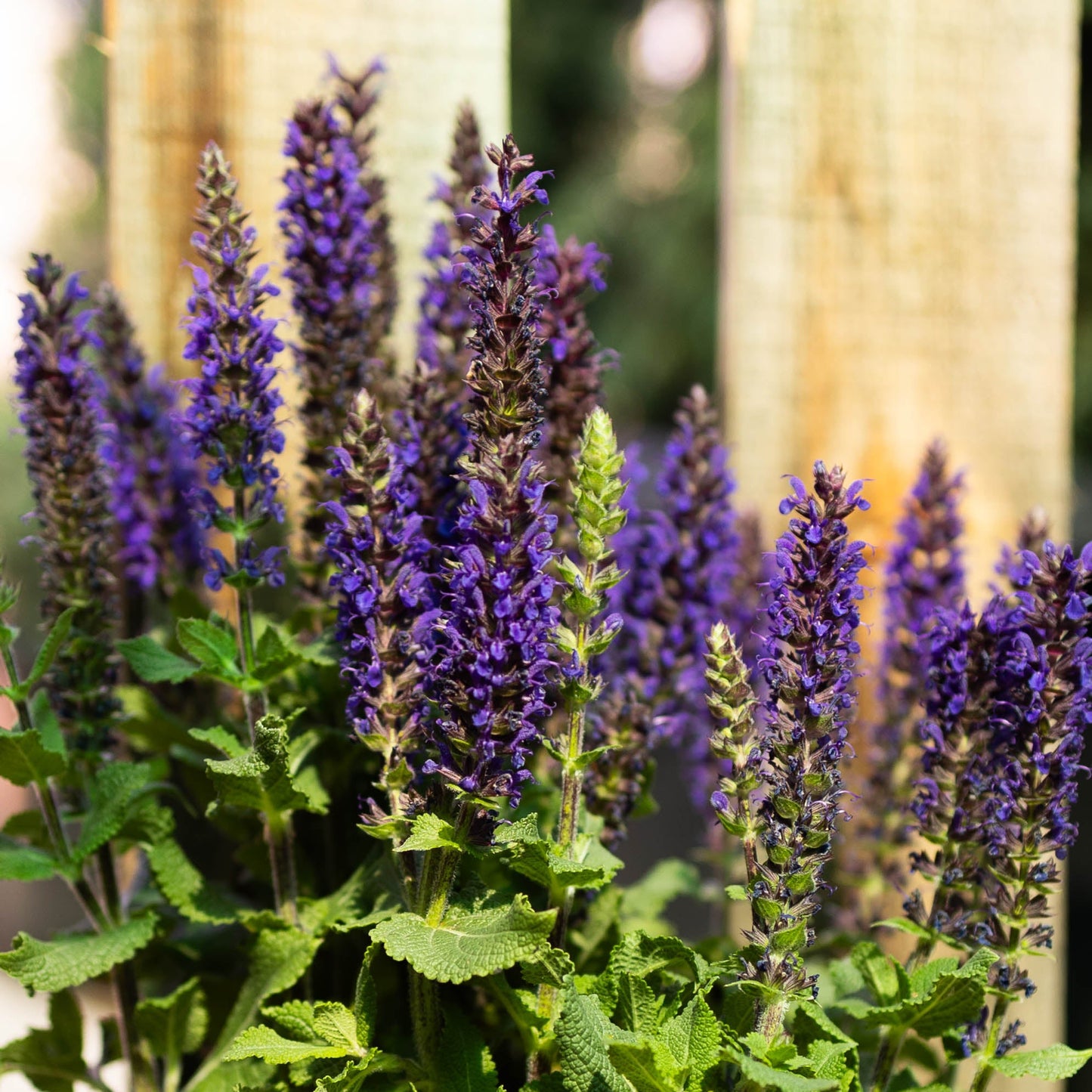 Water Wise Perennial Garden Box