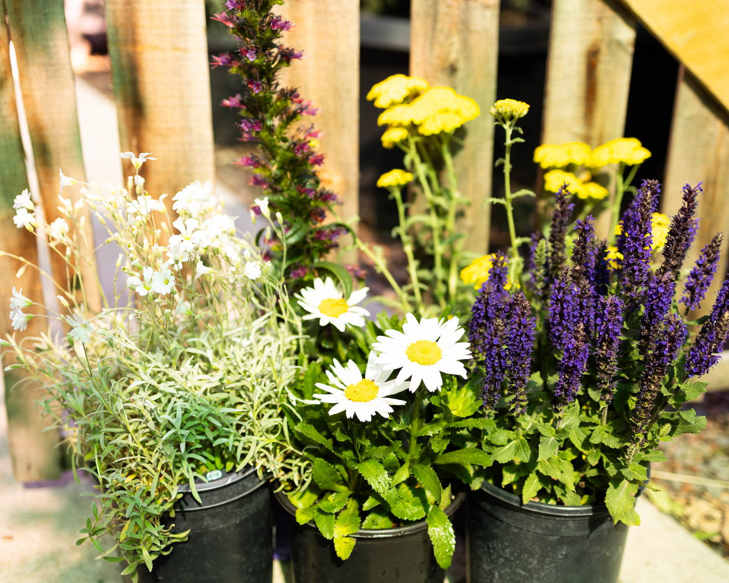 Water Wise Perennial Garden Box
