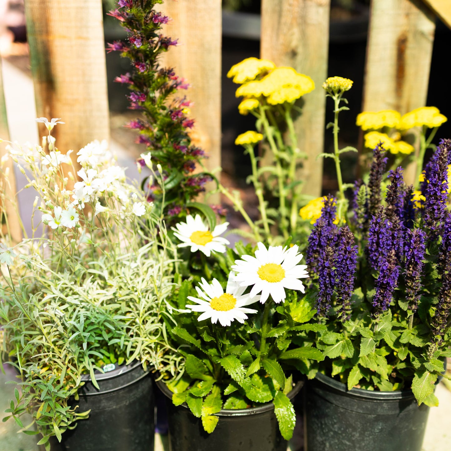 Water Wise Perennial Garden Box