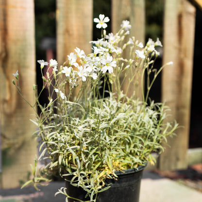 Water Wise Perennial Garden Box