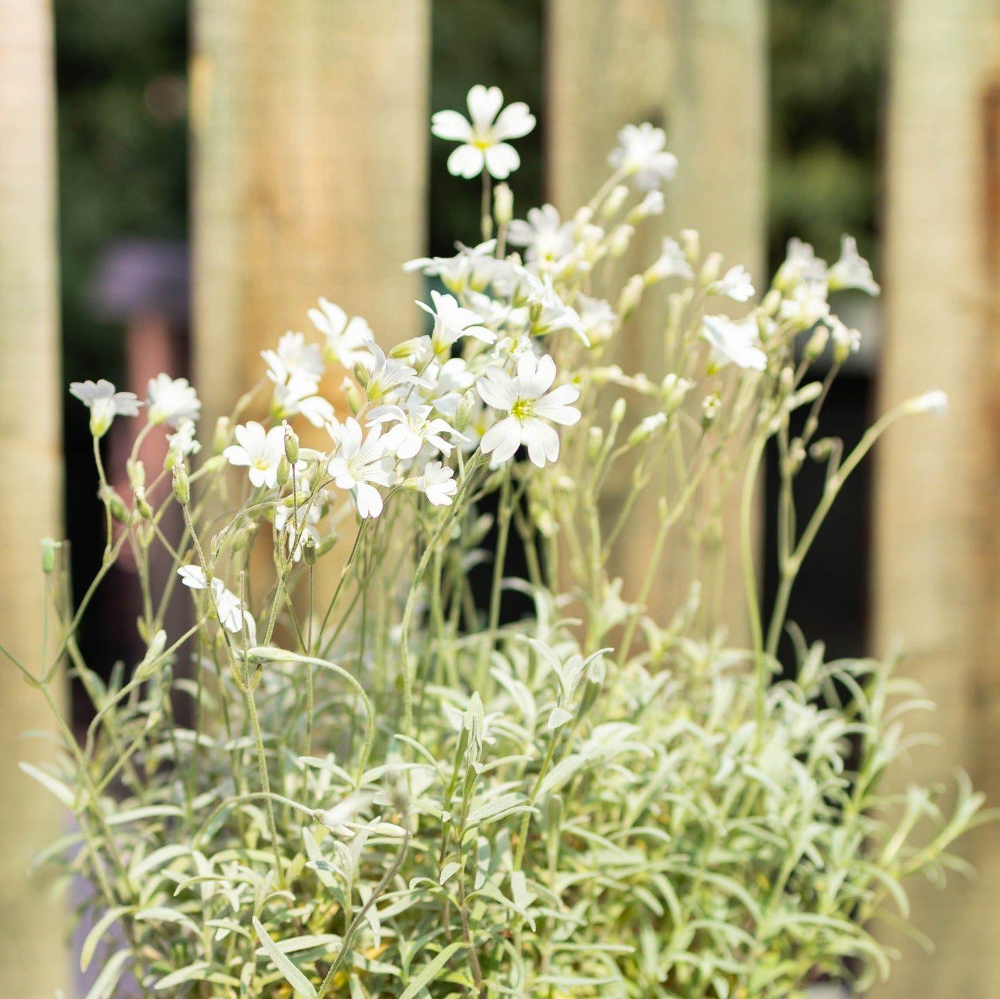 Water Wise Perennial Garden Box