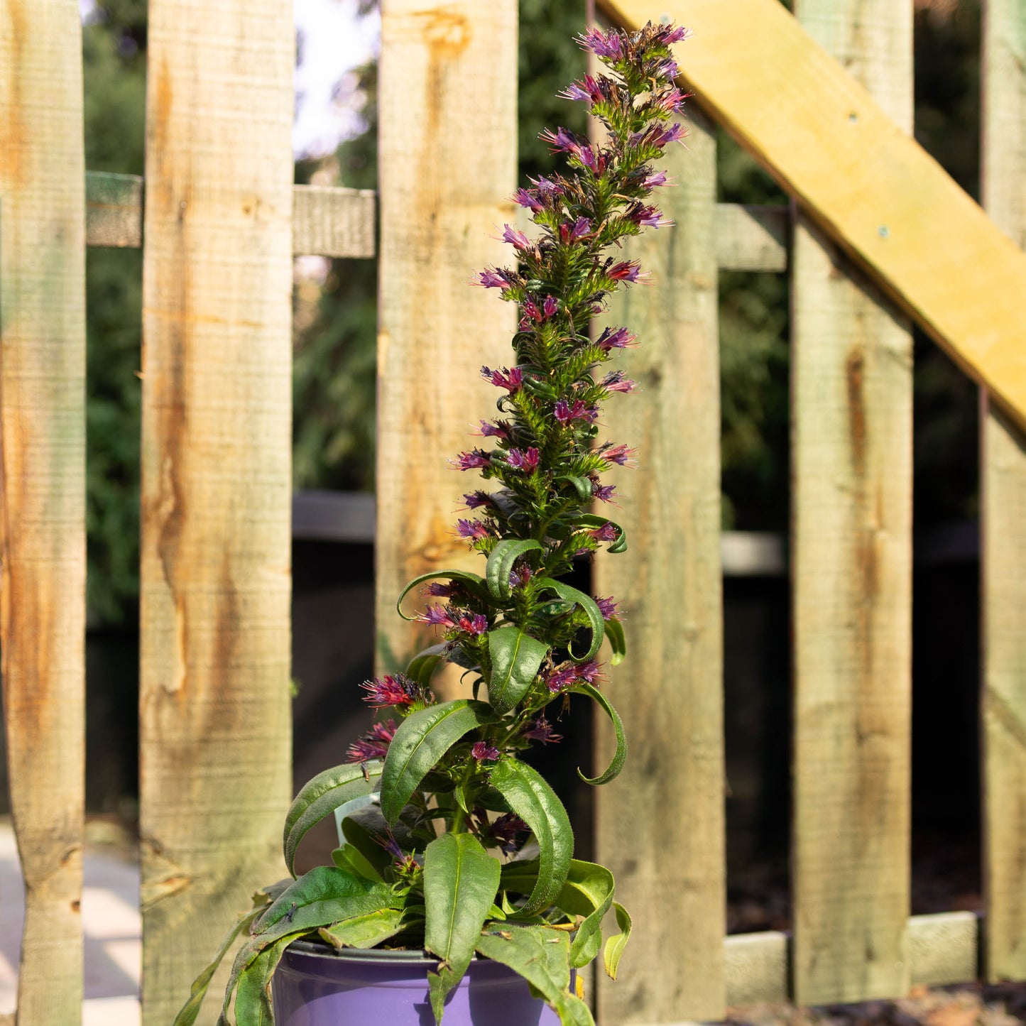 Water Wise Perennial Garden Box