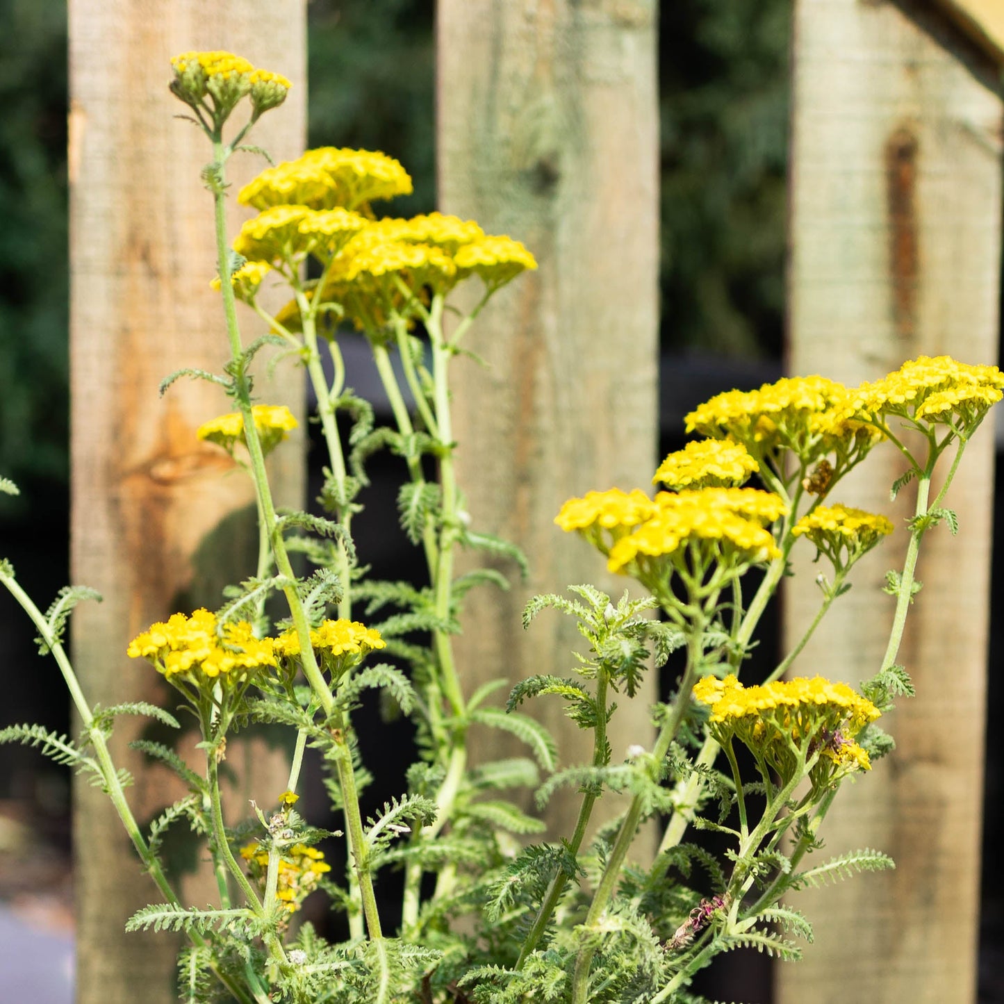 Water Wise Perennial Garden Box