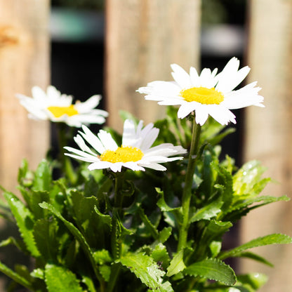 Water Wise Perennial Garden Box