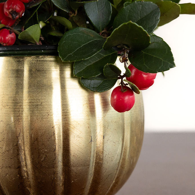 Winterberries Potted Gift