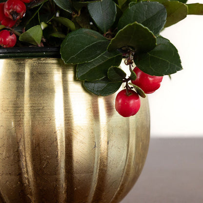 Winterberries Potted Gift