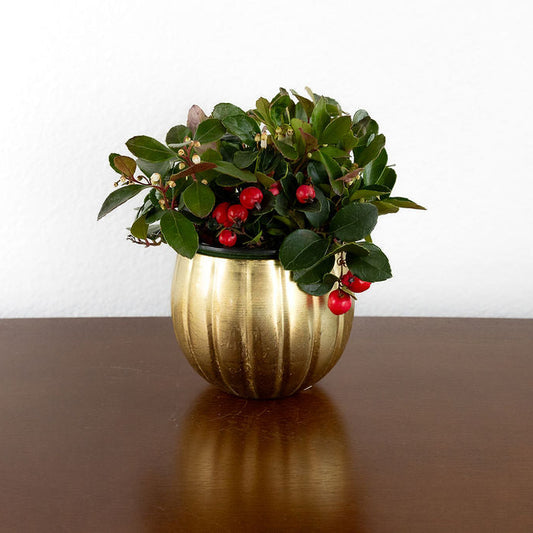 Winterberries Potted Gift