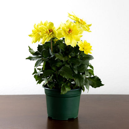 Dahlia, Yellow