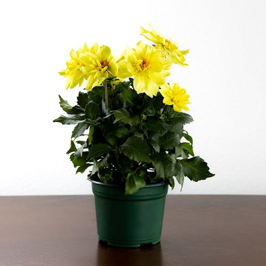 Dahlia, Yellow
