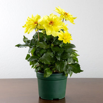 Dahlia, Yellow