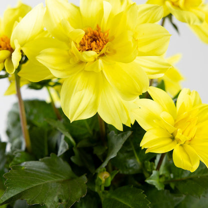 Dahlia, Yellow