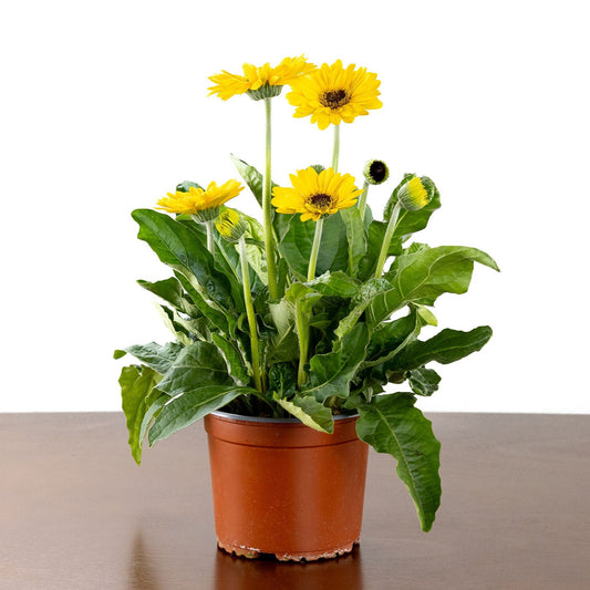 Gerber Daisy, Yellow or Pink