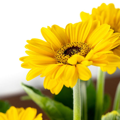 Gerber Daisy, Yellow or Pink