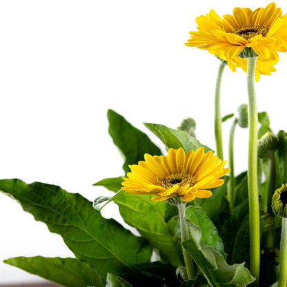 Gerber Daisy, Yellow or Pink