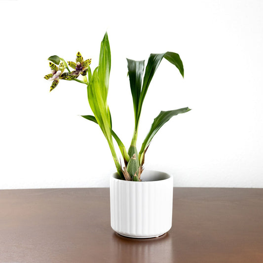Orchid, Zygopetalum with a 4 inch Terracotta Pot