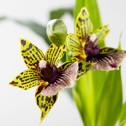 Orchid, Zygopetalum with a 4 inch Terracotta Pot