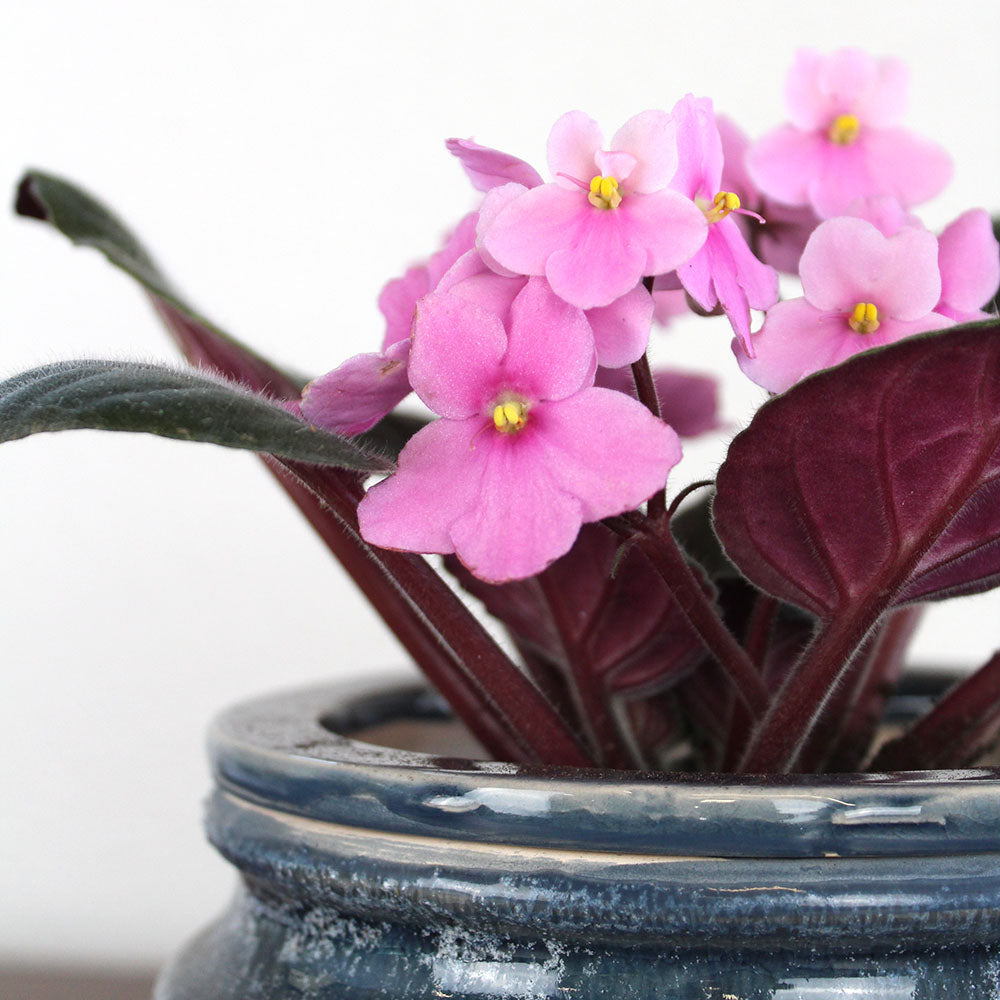 African Violet