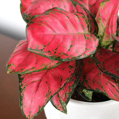 Very Red Aglaonema Potted Gift