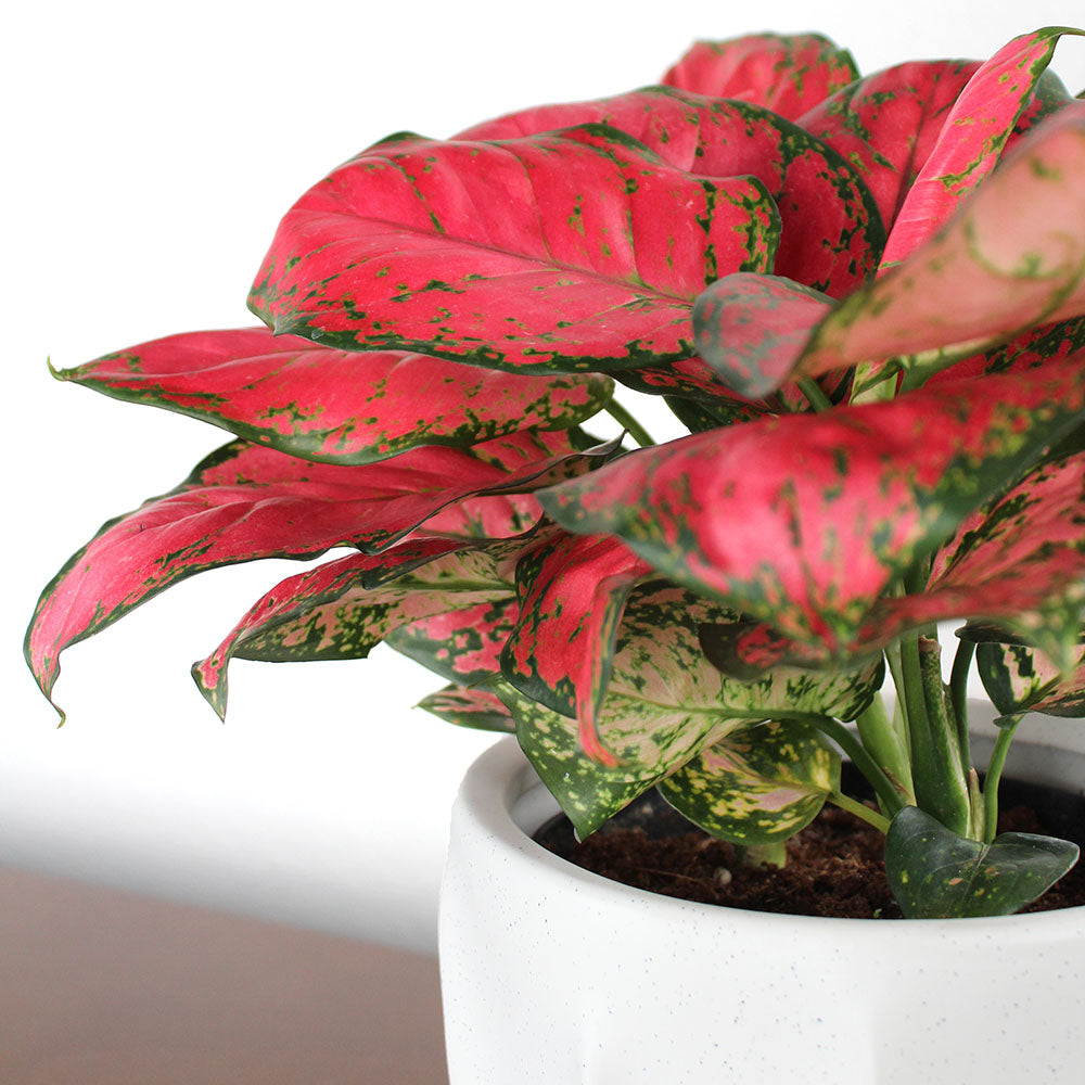 Very Red Aglaonema Potted Gift