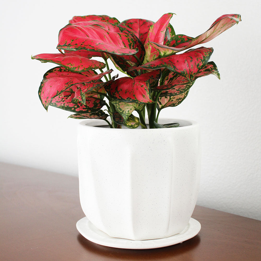 Very Red Aglaonema Potted Gift