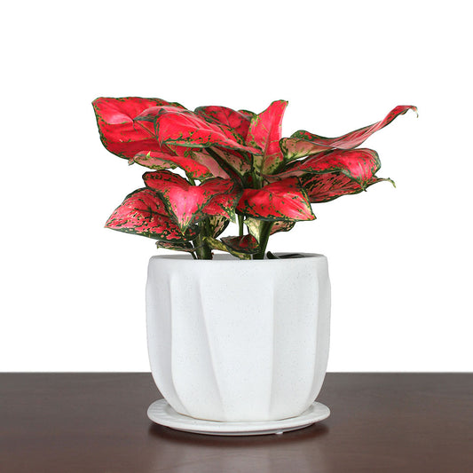 Very Red Aglaonema Potted Gift