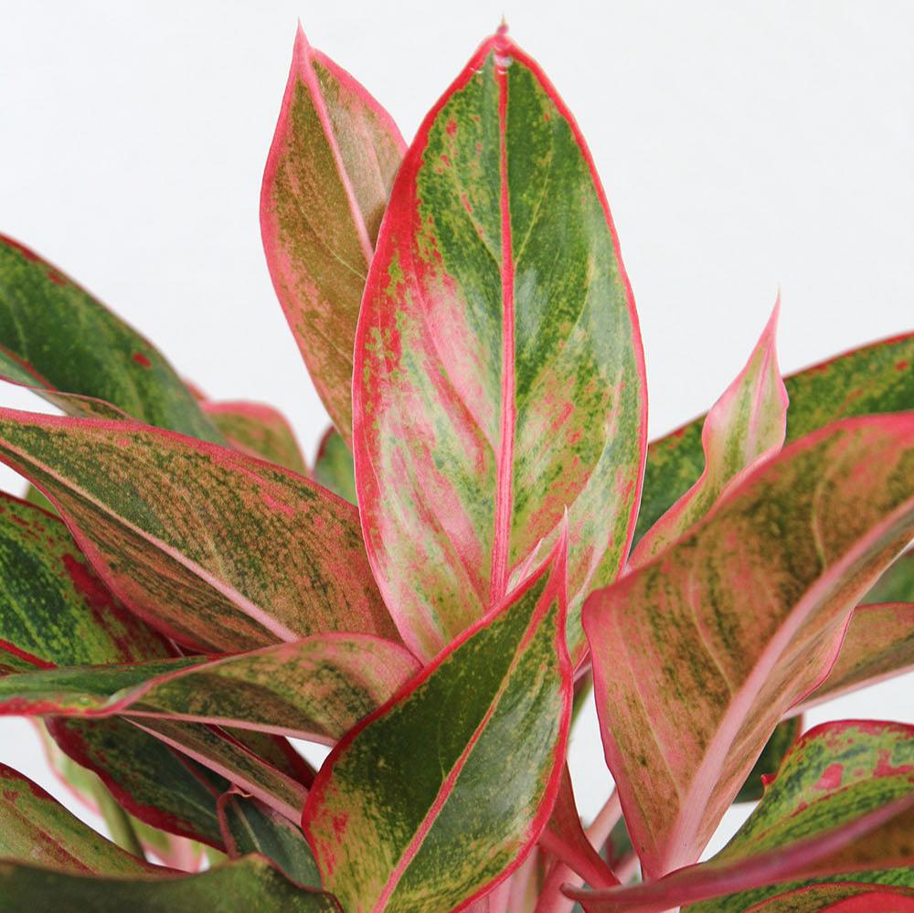 aglaonema siam red Aglaonema Siam - Chinese Evergreen