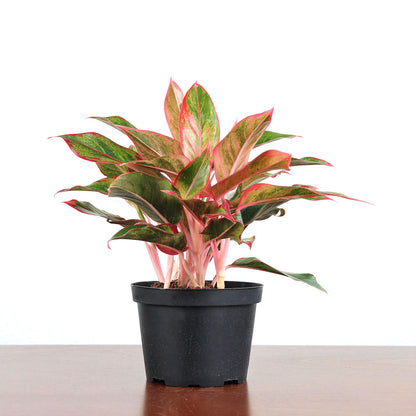 aglaonema hospitum Aglaonema Siam - Chinese Evergreen
