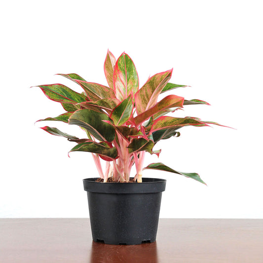 Aglaonema 'Siam Red'