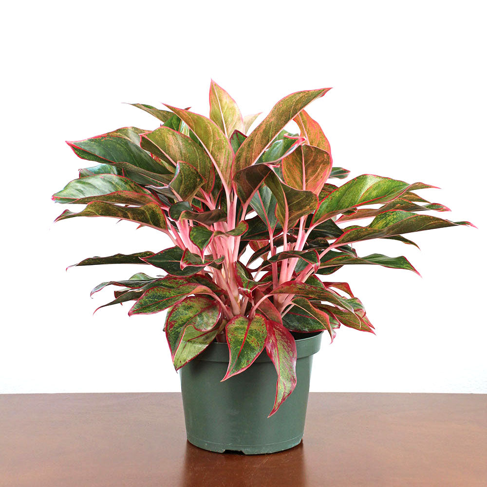 aglaonema red siam scientific name Aglaonema Siam - Chinese Evergreen