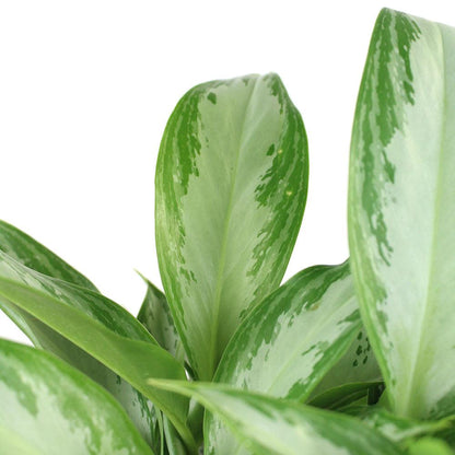 aglaonema silver bay scientific name Aglaonema Silver Bay - 50 cm - Easy indoor plant - Air-purifying - Low light - Shade-loving