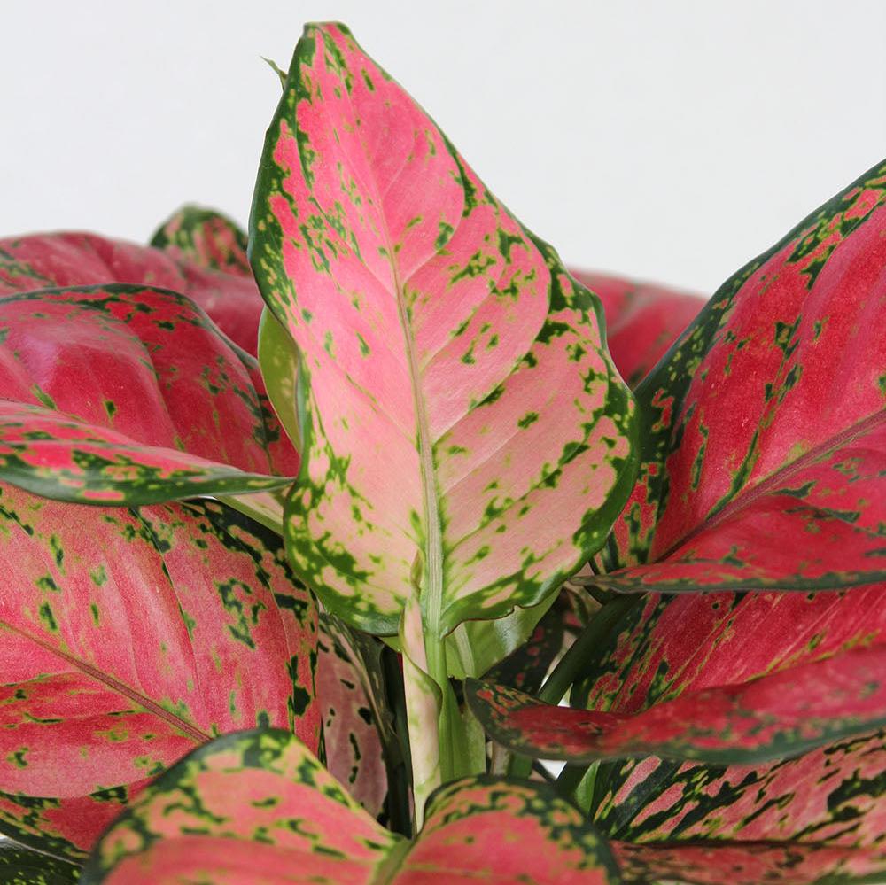 aglaonema brevispathum & 39 Aglaonema 'Very Red' – GreenHouse.shop