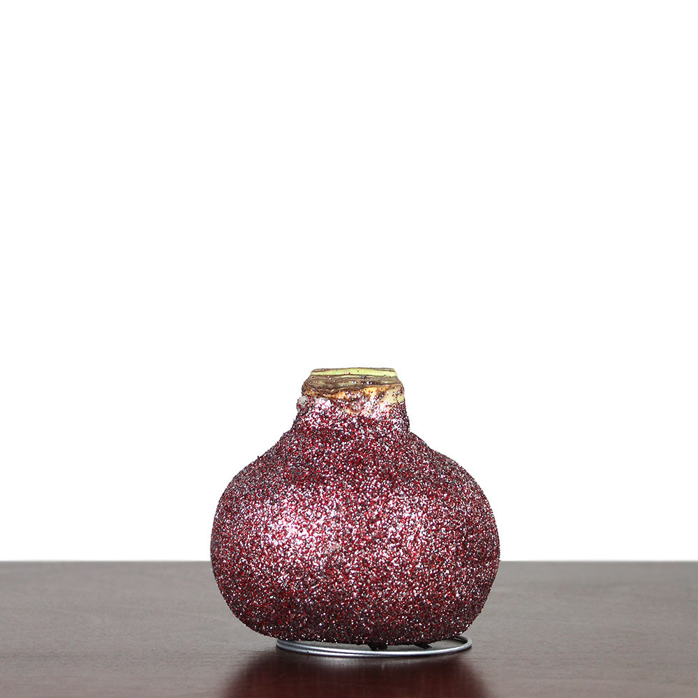 Wax Amaryllis Bulb in Glitter Gift