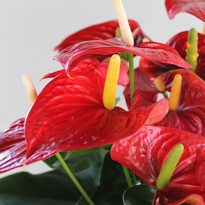 Anthurium Plant, Potted Gift