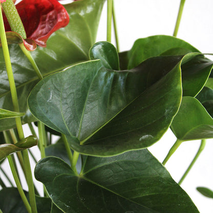 Anthurium Plant, Potted Gift