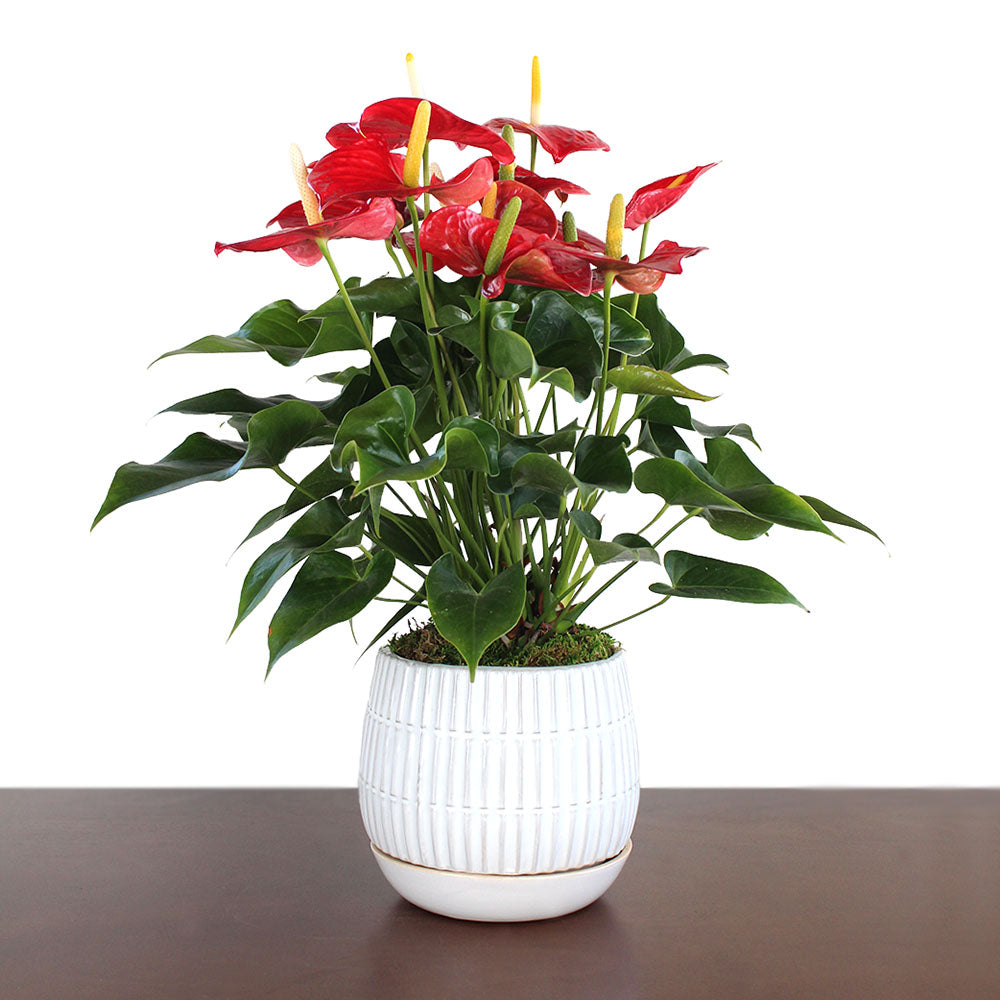 Anthurium potted plant in a 6.5'' pot, featuring bold, heart-shaped waxy spathes and vibrant red spikes. A tropical, long-lasting gift that thrives in bright, indirect light and humidity.