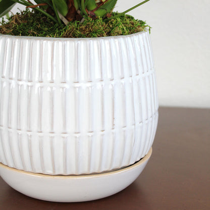 Anthurium Plant, Potted Gift