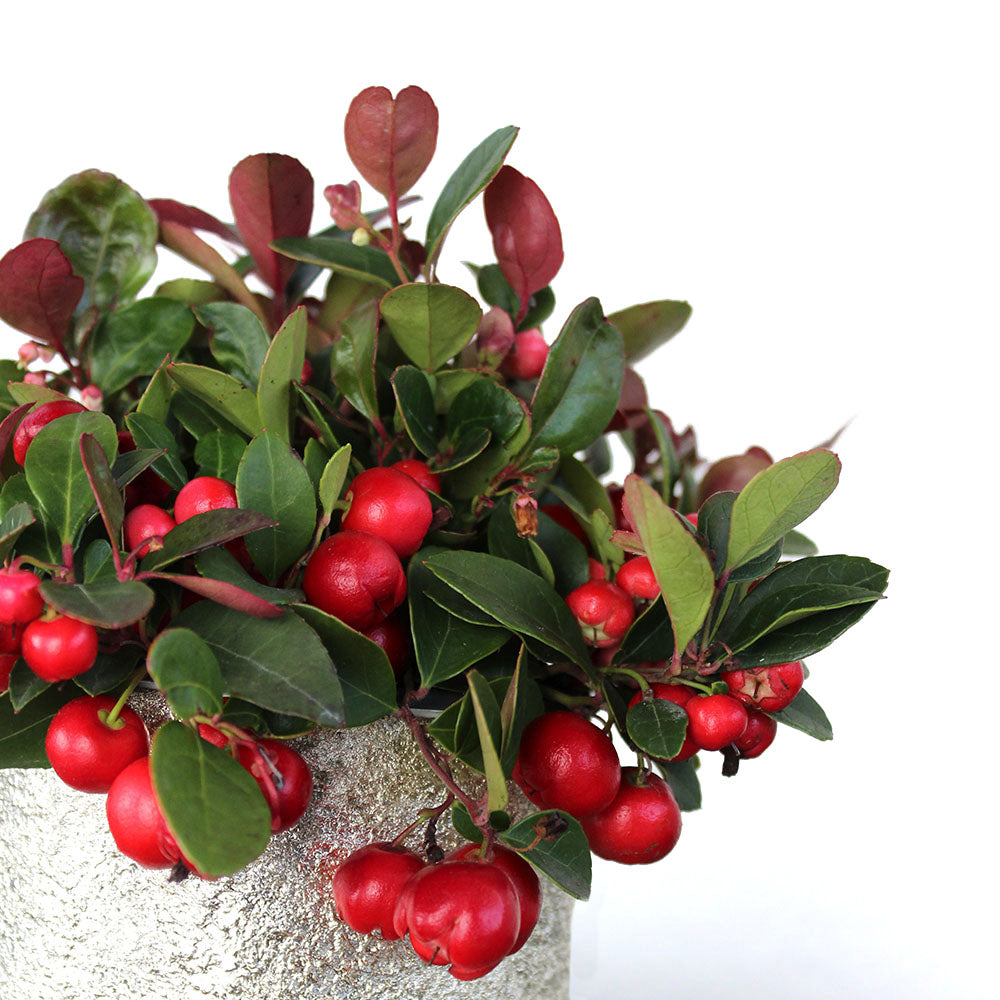 Wintergreen Potted Gift