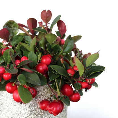 Wintergreen Potted Gift