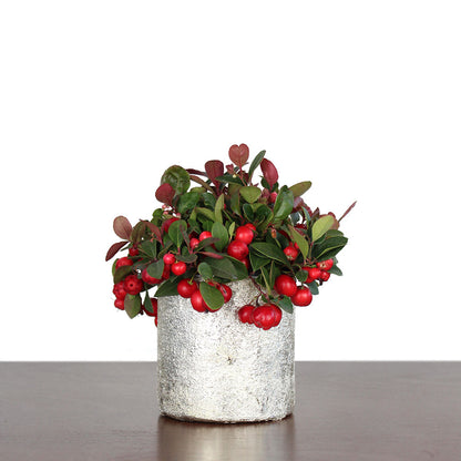 Wintergreen Potted Gift