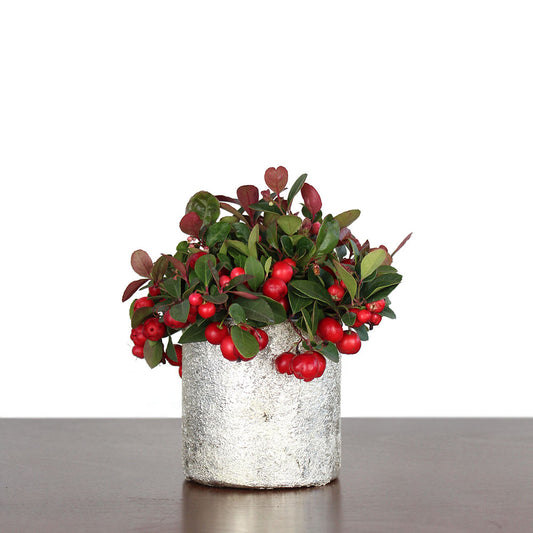 Wintergreen Cherry Berries Potted Gift