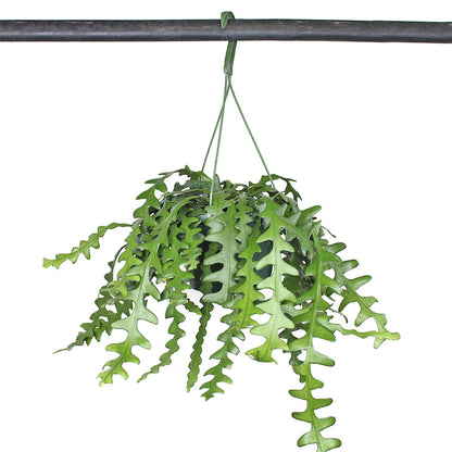 Hb Ric Rac Cactus Cactus 'Ric Rac' – GreenHouse.shop