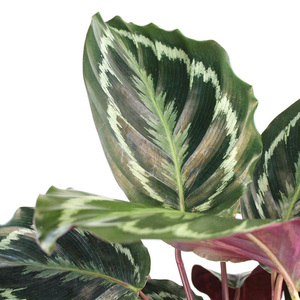 Calathea 'Medallion'