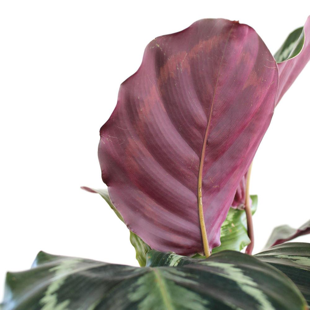 Calathea 'Medallion'