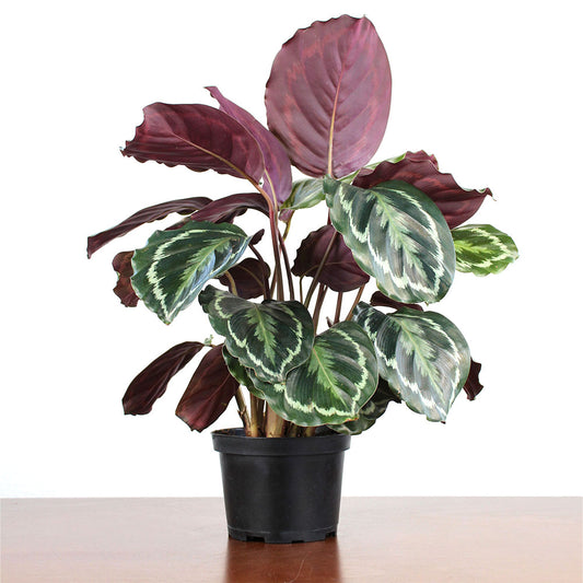 Calathea 'Medallion'