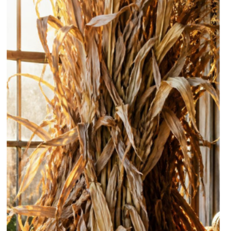 Corn Stalk