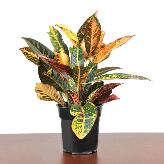 Croton Petra