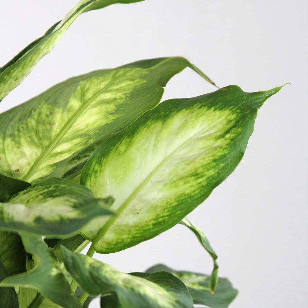 camille dieffenbachia Dieffenbachia 'Camille' – GreenHouse.shop