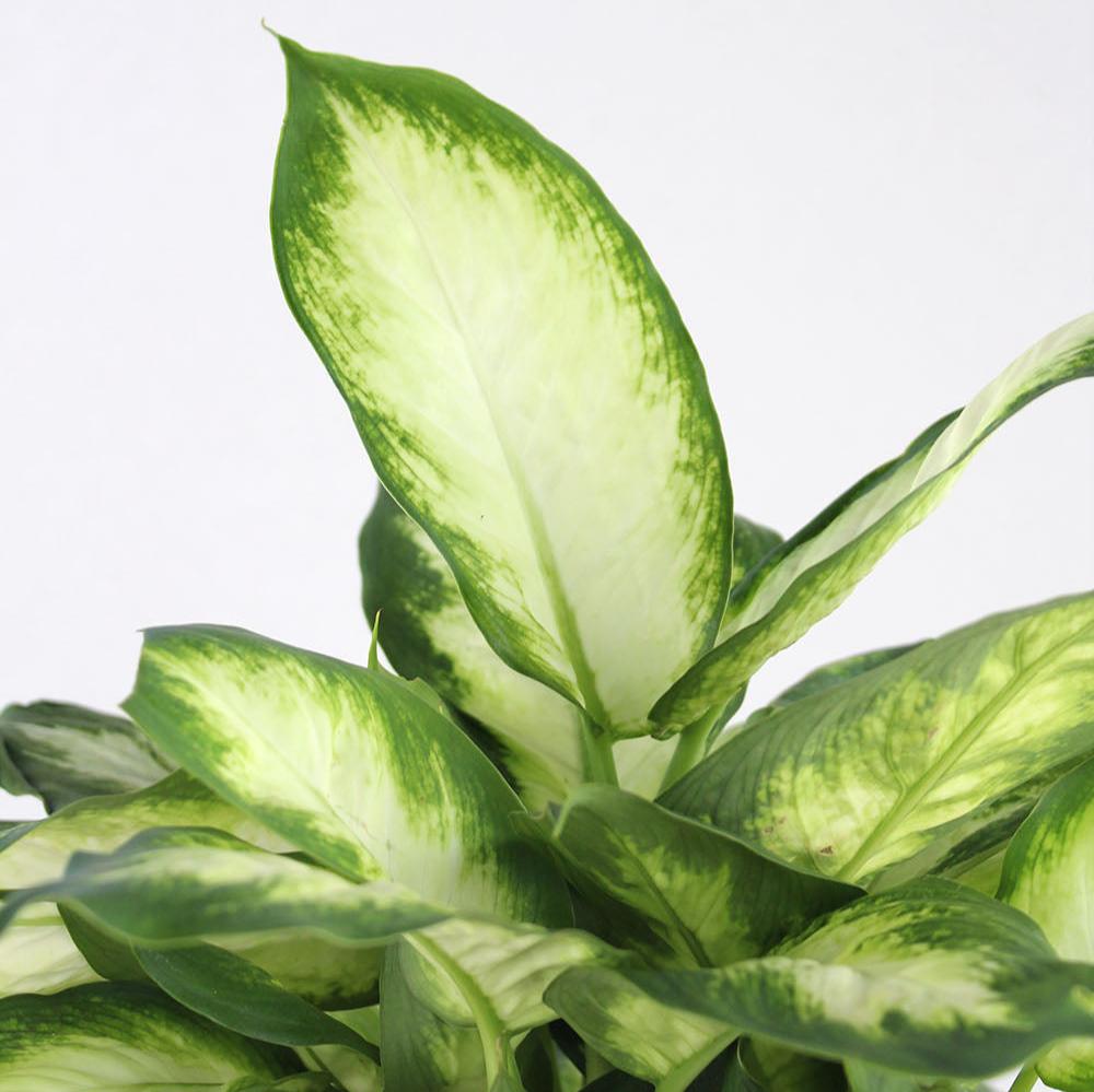 dieffenbachia camila Dieffenbachia 'Camille' – GreenHouse.shop