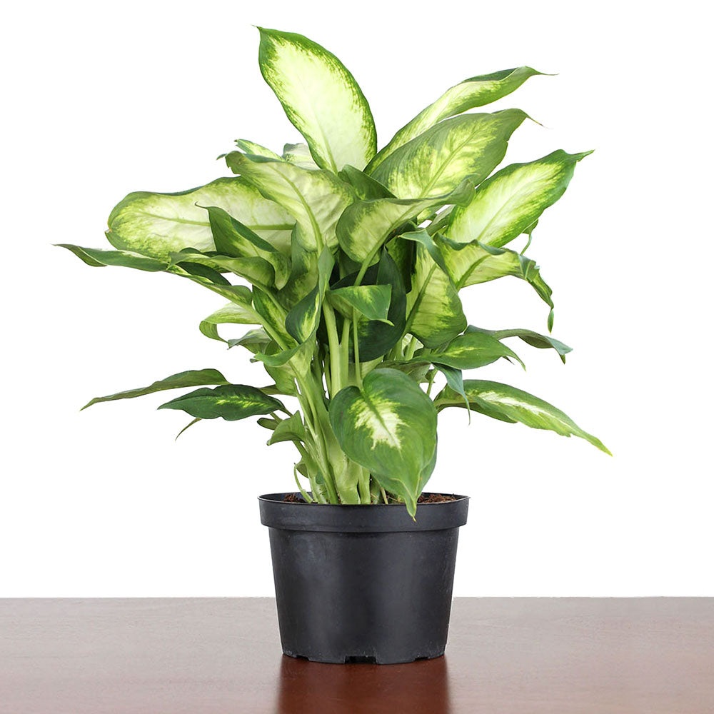 dieffenbachia maculata 'camille' Dieffenbachia 'Camille' – GreenHouse.shop